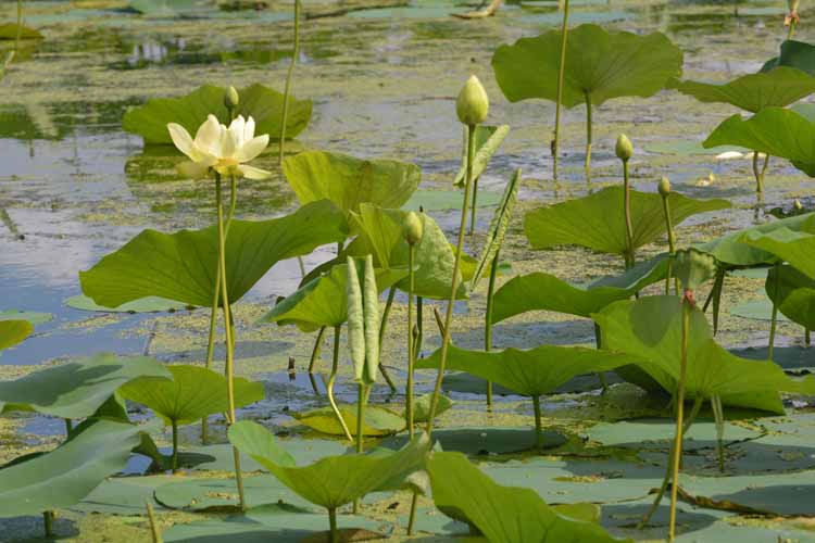 waterlillies